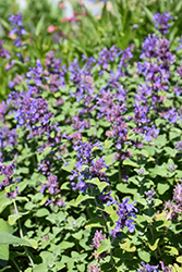 Early Bird Catmint (Nepeta 'Early Bird') at Lakeshore Garden Centres