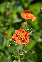Cooky Avens (Geum coccineum 'Cooky') at Lakeshore Garden Centres