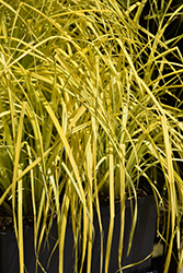 Bowles' Golden Sedge (Carex elata 'Bowles Golden') at Lakeshore Garden Centres