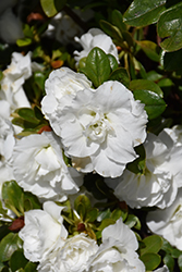 White Rosebud Azalea (Rhododendron 'White Rosebud') at Lakeshore Garden Centres