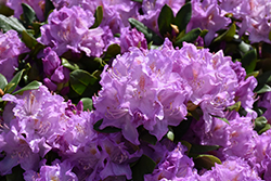 Minnetonka Rhododendron (Rhododendron 'Minnetonka') at Lakeshore Garden Centres
