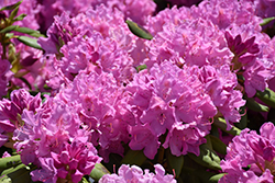 Roseum Elegans Rhododendron (Rhododendron catawbiense 'Roseum Elegans') at Peter Knippel Garden Centre