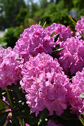 Roseum Pink Rhododendron (Rhododendron catawbiense 'Roseum Pink') at Lakeshore Garden Centres
