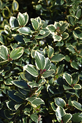 Honey Maid Meserve Holly (Ilex x meserveae 'Honey Maid') at Lakeshore Garden Centres
