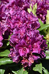 Polarnacht Rhododendron (Rhododendron 'Polarnacht') at Lakeshore Garden Centres