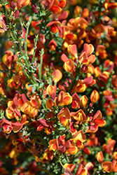 Lena Scotch Broom (Cytisus 'Lena') at Lakeshore Garden Centres