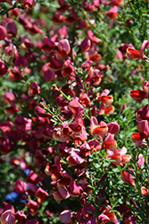 Sister Rosie Scotch Broom (Cytisus scoparius 'SMNCSDRY') at Lakeshore Garden Centres