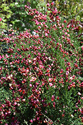 Sister Rosie Scotch Broom (Cytisus scoparius 'SMNCSDRY') at Lakeshore Garden Centres