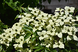 Little Poncho Chinese Dogwood (Cornus kousa 'Little Poncho') at Lakeshore Garden Centres