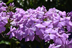 Amethyst Pearl Garden Phlox (Phlox 'Amethyst Pearl') at Lakeshore Garden Centres