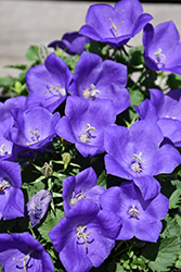 Pearl Light Blue Bellflower (Campanula carpatica 'Pearl Light Blue') at Lakeshore Garden Centres