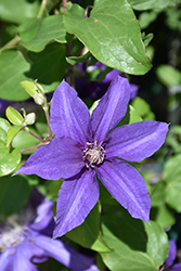 Boulevard Sacha Clematis (Clematis 'Evipo060') at The Mustard Seed