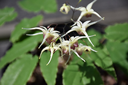 Domino Barrenwort (Epimedium 'Domino') at Lakeshore Garden Centres