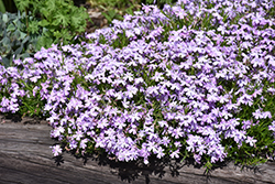 Emerald Queen Moss Phlox (Phlox subulata 'Emerald Queen') at Lakeshore Garden Centres