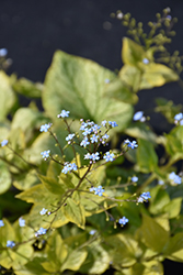 Jack's Gold Bugloss (Brunnera macrophylla 'Jack's Gold') at Lakeshore Garden Centres