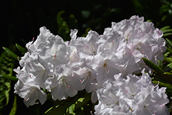 Dorothy Swift Rhododendron (Rhododendron 'Dorothy Swift') at Lakeshore Garden Centres