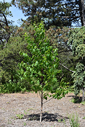 Renaissance Oasis Paper Birch (Betula papyrifera 'Oenci') at Lakeshore Garden Centres