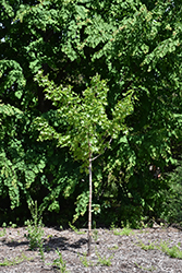 Ruby Sunset Maple (Acer 'JFS-KW249') at Lakeshore Garden Centres