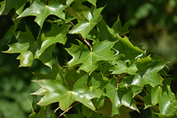 Ruby Sunset Maple (Acer 'JFS-KW249') at Lakeshore Garden Centres