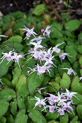 Starlet Barrenwort (Epimedium x youngianum 'Starlet') at Lakeshore Garden Centres