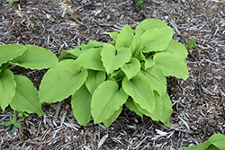 Great Lakes Gold Hosta (Hosta 'Great Lakes Gold') at Lakeshore Garden Centres