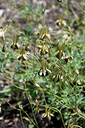 Chocolate Soldier Green Columbine (Aquilegia viridiflora 'Chocolate Soldier') at Lakeshore Garden Centres