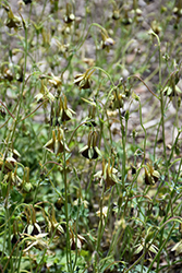 Chocolate Soldier Green Columbine (Aquilegia viridiflora 'Chocolate Soldier') at Lakeshore Garden Centres