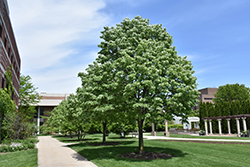 Satin Shadow Silver Linden (Tilia tomentosa 'Sashazam') at Lakeshore Garden Centres