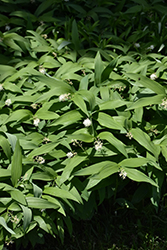Starry False Solomon's Seal (Smilacina stellata) at Lakeshore Garden Centres