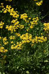 Roundleaf Ragwort (Packera obovata) at Lakeshore Garden Centres