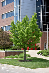 Autumn Gold Ginkgo (Ginkgo biloba 'Autumn Gold') at Peter Knippel Garden Centre