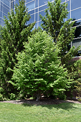 Vanessa Parrotia (Parrotia persica 'Vanessa') at Lakeshore Garden Centres