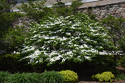 Doublefile Viburnum (Viburnum plicatum 'var. tomentosum') at Lakeshore Garden Centres