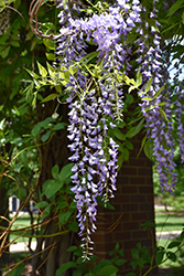Macrobotrys Wisteria (Wisteria floribunda 'Macrobotrys') at Lakeshore Garden Centres