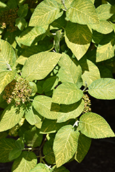 Golden Wayfaring Tree (Viburnum lantana 'Aureum') at Lakeshore Garden Centres