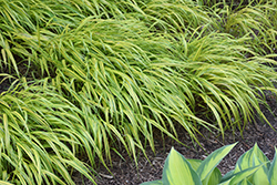 Stripe It Rich Hakone Grass (Hakonechloa macra 'Stripe It Rich') at Lakeshore Garden Centres