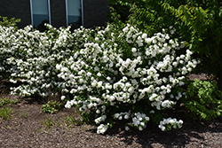 Sharon Kay Doublefile Viburnum (Viburnum plicatum 'Shakaz') at Lakeshore Garden Centres