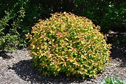 Double Play Candy Corn Spirea (Spiraea japonica 'NCSX1') at The Mustard Seed