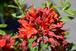 Satan Azalea (Rhododendron 'Satan') at Lakeshore Garden Centres