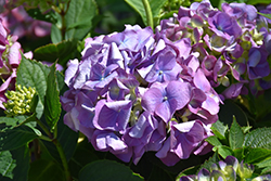 L.A. Dreamin' Hydrangea (Hydrangea macrophylla 'Lindsey Ann') at Lakeshore Garden Centres