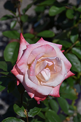 Gemini Rose (Rosa 'Gemini') at Lakeshore Garden Centres
