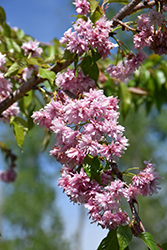 Weeping Extraordinaire Flowering Cherry (Prunus 'Extrazam') at Lakeshore Garden Centres