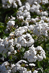 Opening Act White Phlox (Phlox 'Opening Act White') at Mainescape Nursery