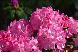 Dandy Man Pink Rhododendron (Rhododendron 'PKT2011') at Lakeshore Garden Centres