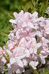 White Lights Azalea (Rhododendron 'White Lights') at Peter Knippel Garden Centre