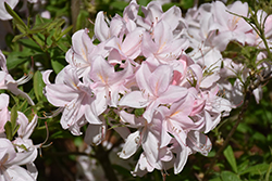 White Lights Azalea (Rhododendron 'White Lights') at A Very Successful Garden Center