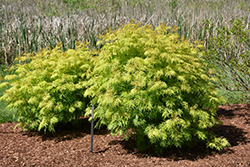 Lemony Lace Elder (Sambucus racemosa 'SMNSRD4') at Peter Knippel Garden Centre