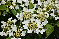 Wabi Sabi Doublefile Viburnum (Viburnum plicatum 'SMVPTFD') at Lakeshore Garden Centres