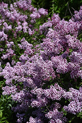 Bloomerang Dwarf Purple Lilac (Syringa 'SMNJRPU') at Golden Acre Home & Garden