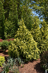 Techny Gold Arborvitae (Thuja occidentalis 'Walter Brown') at Lakeshore Garden Centres